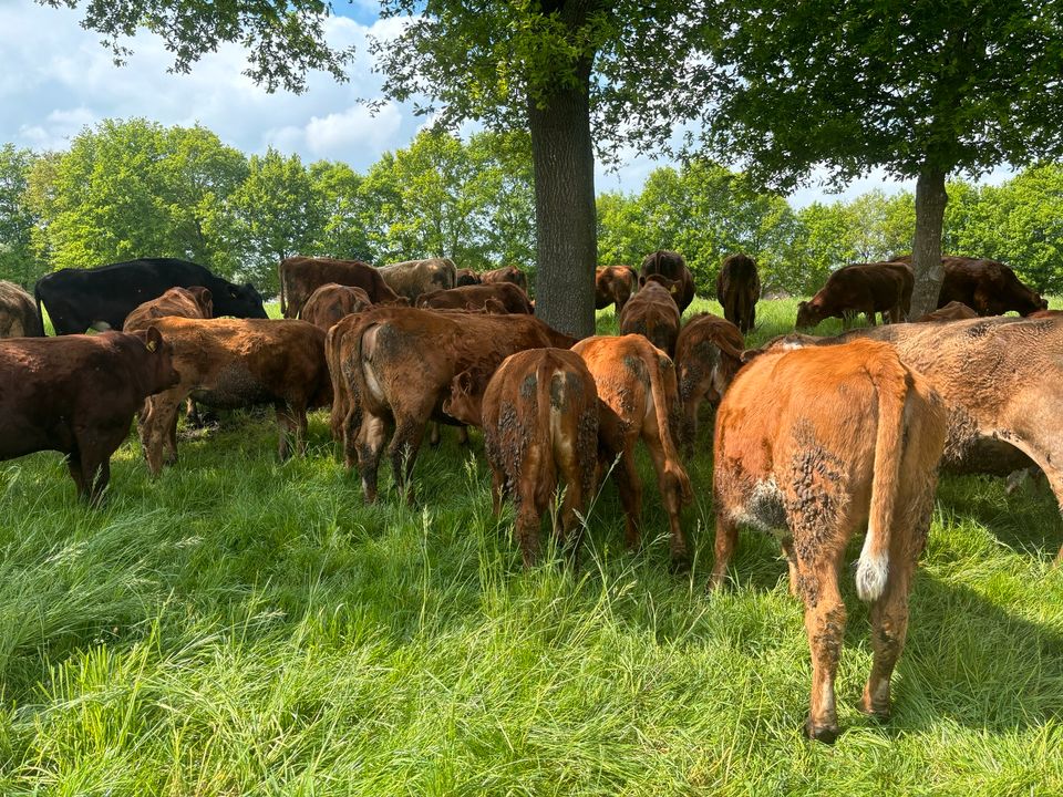Rinder Fleischrassenrinder Bullen in Westoverledingen