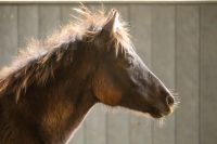 Quarter Pony Stutfohlen Fohlen Nordrhein-Westfalen - Hückelhoven Vorschau