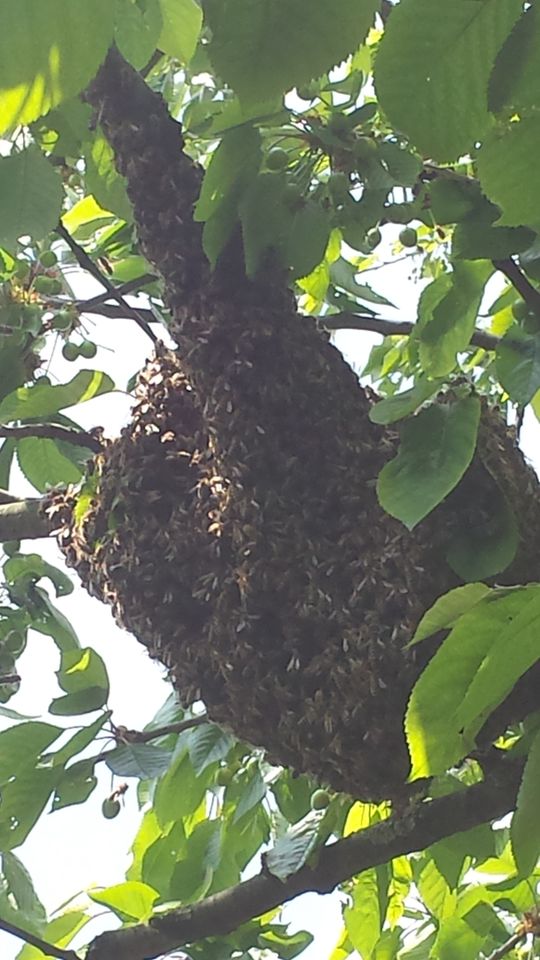 Bienenschwarm einfangen in Grevenbroich