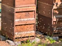 Bienenvolk Zander Bienen Honig (20 Waben) Niedersachsen - Schwülper Vorschau