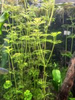 Limnophila Aquarium Pflanze Niedersachsen - Fintel Vorschau