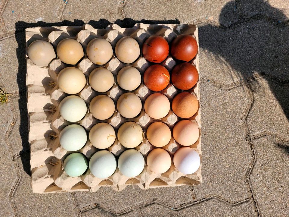 Naturbunte, frische Eier von glücklichen Hühnern! in Hüttblek