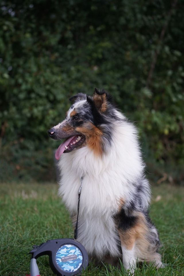 Mini aussie (Australien shepherd) in Meckenheim