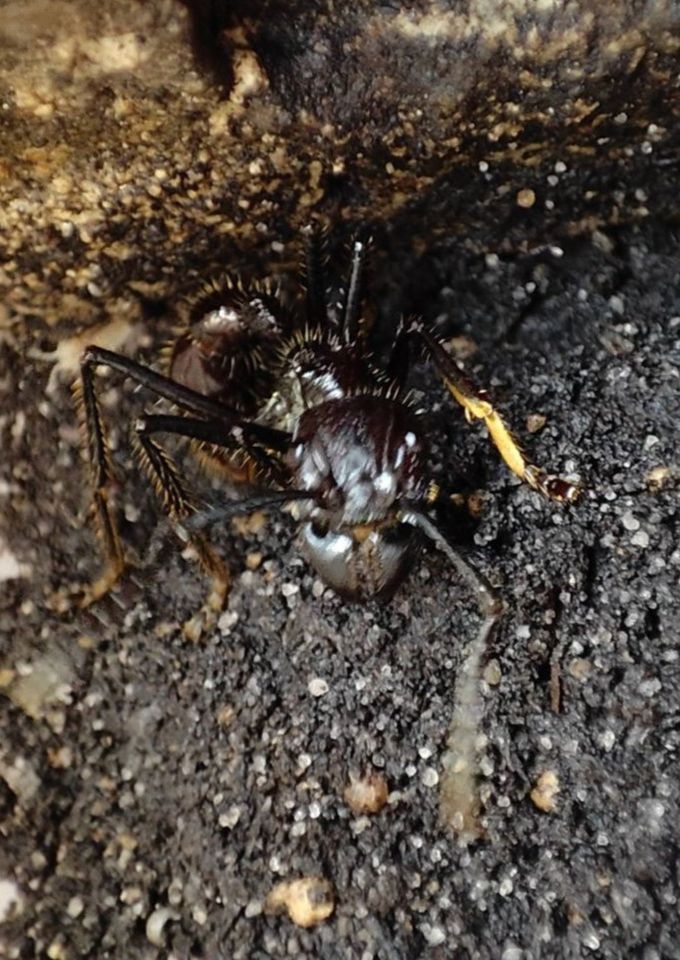 Paraponera clavata, 50-70 Tiere, 24-Stunden-Ameise, Bullet Ant in Langenfeld