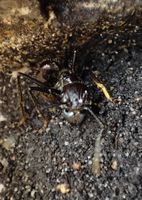 Paraponera clavata, 50-70 Tiere, 24-Stunden-Ameise, Bullet Ant Nordrhein-Westfalen - Langenfeld Vorschau