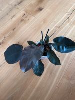 Philodendron Black Kardinal Nordrhein-Westfalen - Oberhausen Vorschau