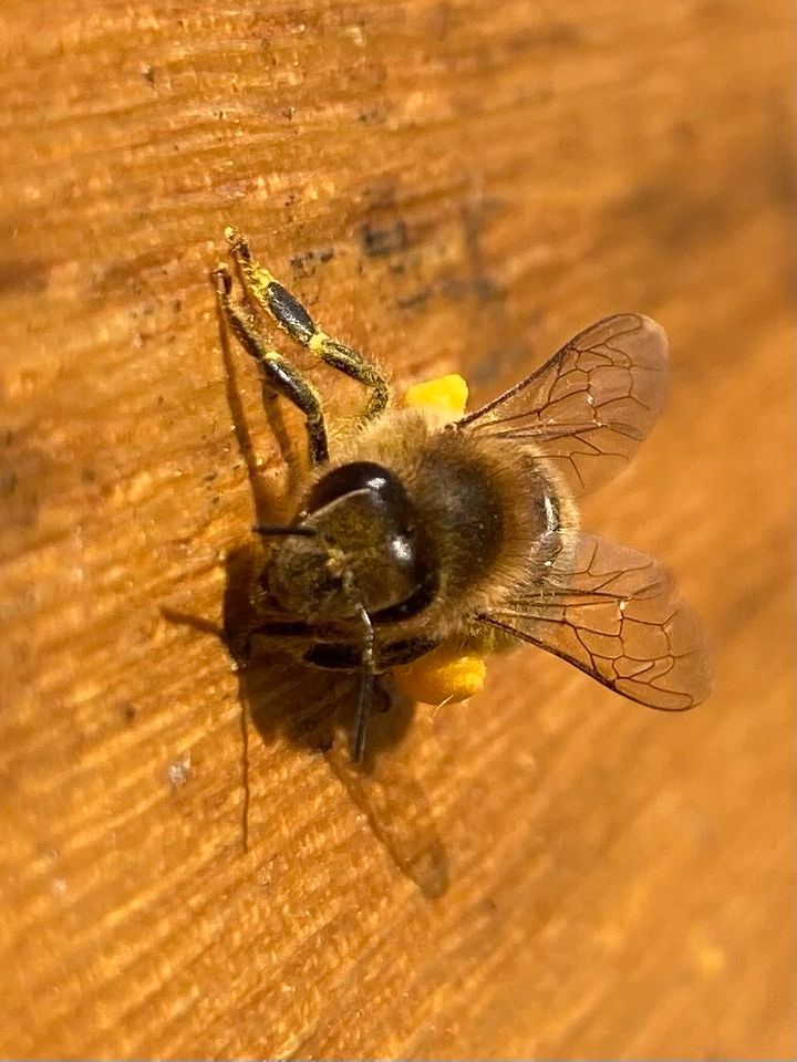 Bienen Ableger Dadant in Aachen