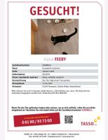 Unsere Katze Feeby Nordrhein-Westfalen - Morsbach Vorschau