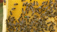 Bienen Bienenvolk Ableger auf Dadant Thüringen - Stadtroda Vorschau