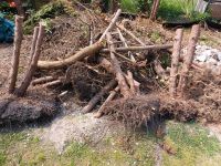 Verschenke Brennholz Holz unbehandelt Thuja Hecke Berlin - Steglitz Vorschau