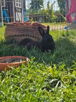 Kaninchen Bock Nordrhein-Westfalen - Stemwede Vorschau