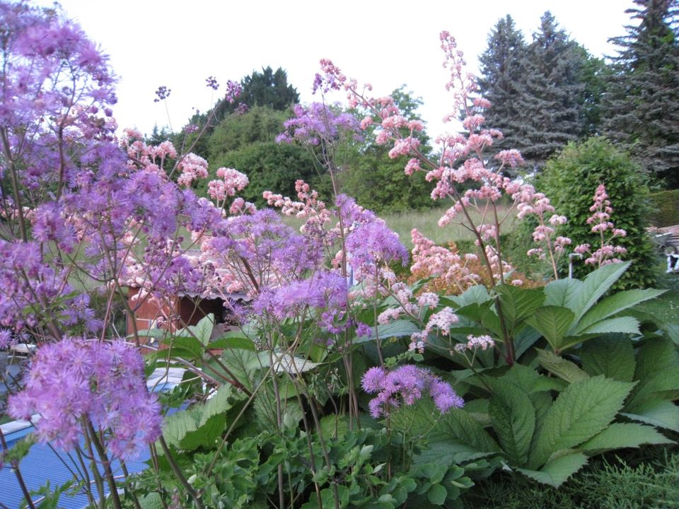 Stauden blau/lila in Ottersweier