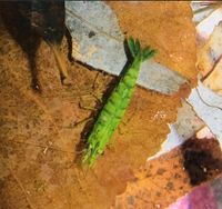 Neocaridina davidi Variante green Jade NZ 20Stck. 30€ Hessen - Bad Vilbel Vorschau