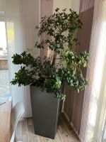 Bonsai mit Lechuza CUBICO ALTO Sachsen - Markkleeberg Vorschau