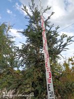 Sequoia sempervirens High Ranch Blue veredelter Mammutbaum 240cm Nordrhein-Westfalen - Nordkirchen Vorschau