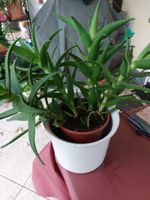 Aloe striatula -Rarität- Baden-Württemberg - Waldenburg Vorschau