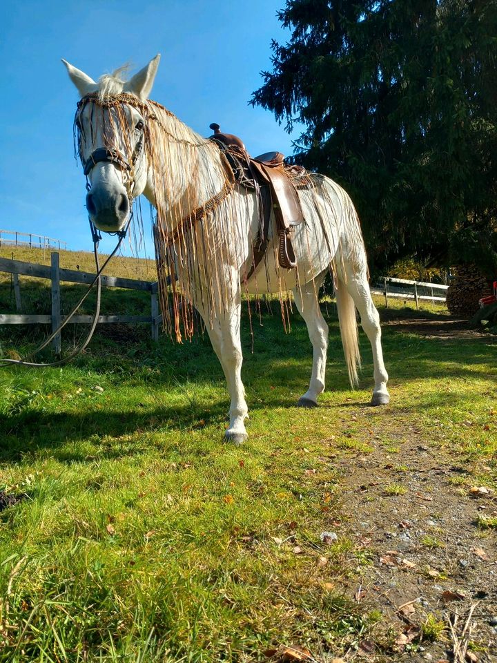 Fliegenausreitedecke nach Maß vom Kaltblut bis Pony in Rosenheim