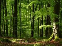 Wald Gründstück Kaufen Pachten Baden-Württemberg - Ahorn Vorschau