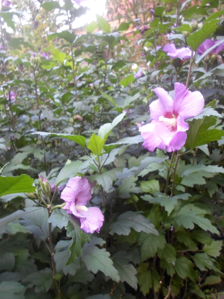 Schöne Hibiskuspflanzen, winterhart, Lila/rosa, 1,20m-1,50m in Hesel