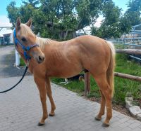 Quarter Horse Hengst, 2023 (Wimpys Little Step  x Rooster) Thüringen - Harth-Pöllnitz Vorschau