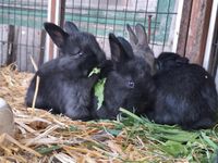 Junge Kaninchen/Hasen zu verkaufen Bayern - Landau a d Isar Vorschau