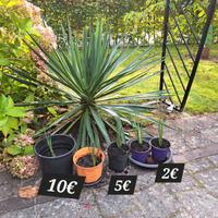 Yucca Palmen Ableger aus Bremer Garten Bremen - Borgfeld Vorschau