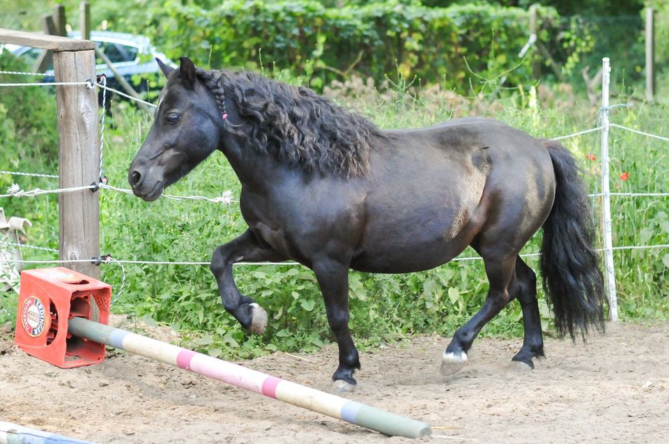 Pflegebeteiligung für Shettystute in Adendorf