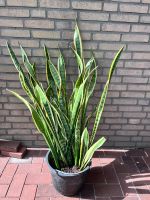 Sansevieria, Zimmerpflanze, Decko Nordrhein-Westfalen - Rhede Vorschau