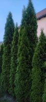 Lebensbaum Hecke bis 3,20 m zum selbst ausgraben Bayern - Bindlach Vorschau