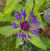 KORNBLUME - ABLEGER Baden-Württemberg - Ulm Vorschau