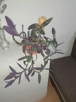 Dreimasterblume Purple Tradescantia pallida Pflanze Blume Nordrhein-Westfalen - Herne Vorschau