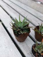 Zebrapflanze Haworthia - Haworthie fasciata Köln - Ehrenfeld Vorschau