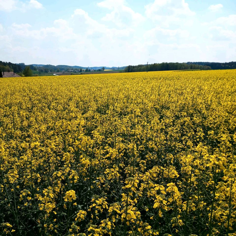Landwirt sucht Ackerland zu pachten in Reisbach