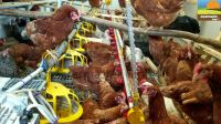 ⭐ Geflügelfütterung Fütterungsanlage Mobilstall Hühnermobil Nordrhein-Westfalen - Herzebrock-Clarholz Vorschau