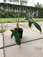 Philodendron Florida Green Bielefeld - Brackwede Vorschau