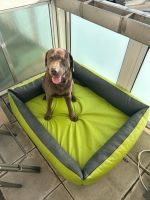 Hundebett / XL Bayern - Schwabmünchen Vorschau