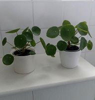 2 schöne Pilea Peperomioides, Ufopflanzen, pflegeleicht Baden-Württemberg - Stutensee Vorschau