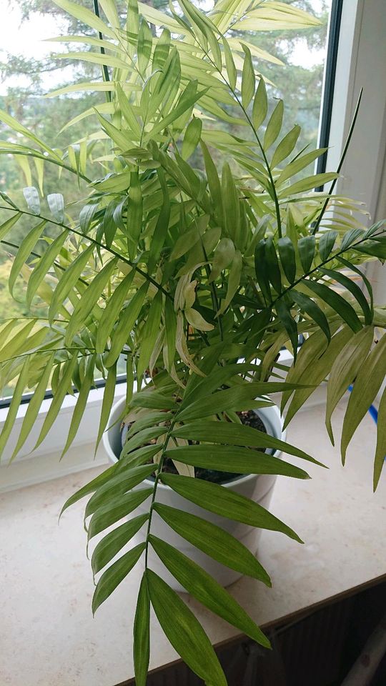 Palme Zimmerpflanze in Wuppertal Elberfeld kleinanzeigen.de
