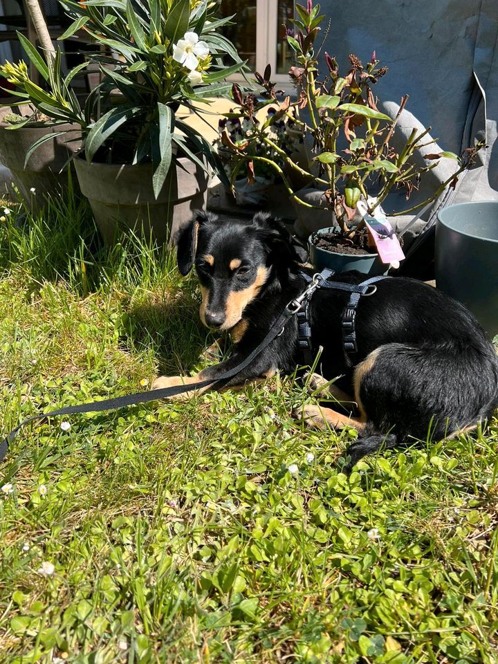 Bella und Betty suchen jeweils ein Zuhause in Neuburg a.d. Donau