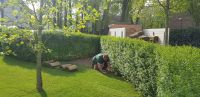 Rollrasen, Rasen neu anlegen, Vertikutieren Nordrhein-Westfalen - Erwitte Vorschau