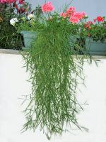 Hängender Bambus Ableger 3 Pflanzen 5cm große Setzlinge Nordrhein-Westfalen - Würselen Vorschau
