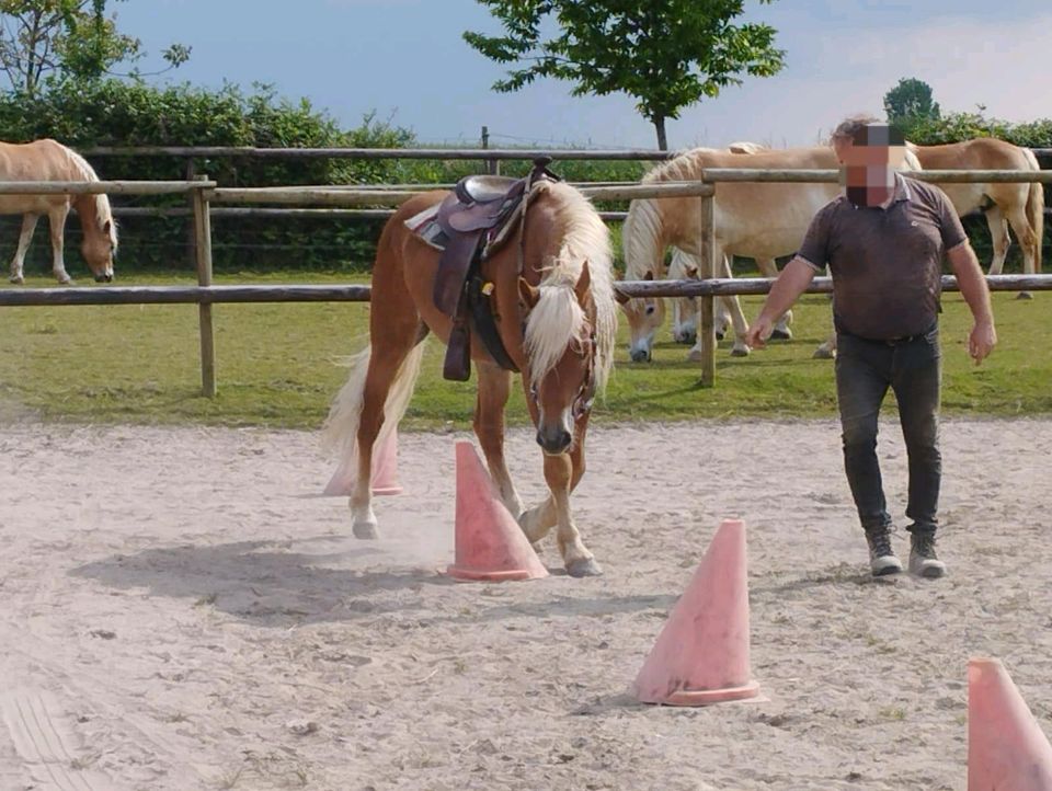 Reitbeteiligungen zu vergeben in Scheibenhardt