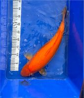 Japan Koi Karashi Orange 51 cm Nordrhein-Westfalen - Brühl Vorschau