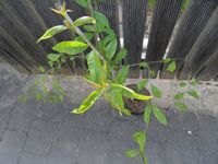 Granatapfel Pflanze baum Terrasse Salavatski russian bio kübel Bayern - Germaringen Vorschau