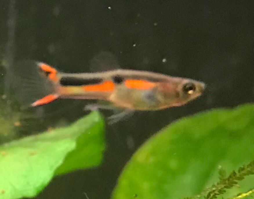 Endler Guppy 20 Jungfische ab ca. 1cm wegen Hobbyaufgabe in Ebelsbach