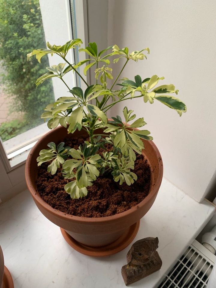 Weissblättrige Schefflera im Tontopf in Erfurt