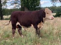 Bio ÖKO Hereford Deckbulle Herdbuch hornlos, kein Angus Sachsen-Anhalt - Genthin Vorschau