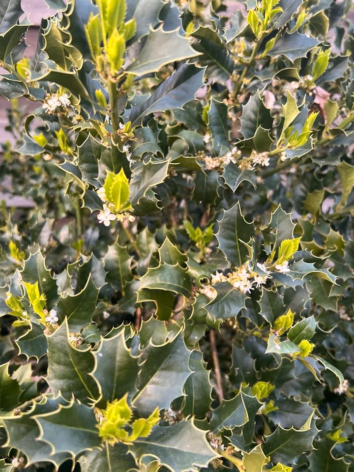 Illex Gartenpflanze zu verschenken in Oberhausen