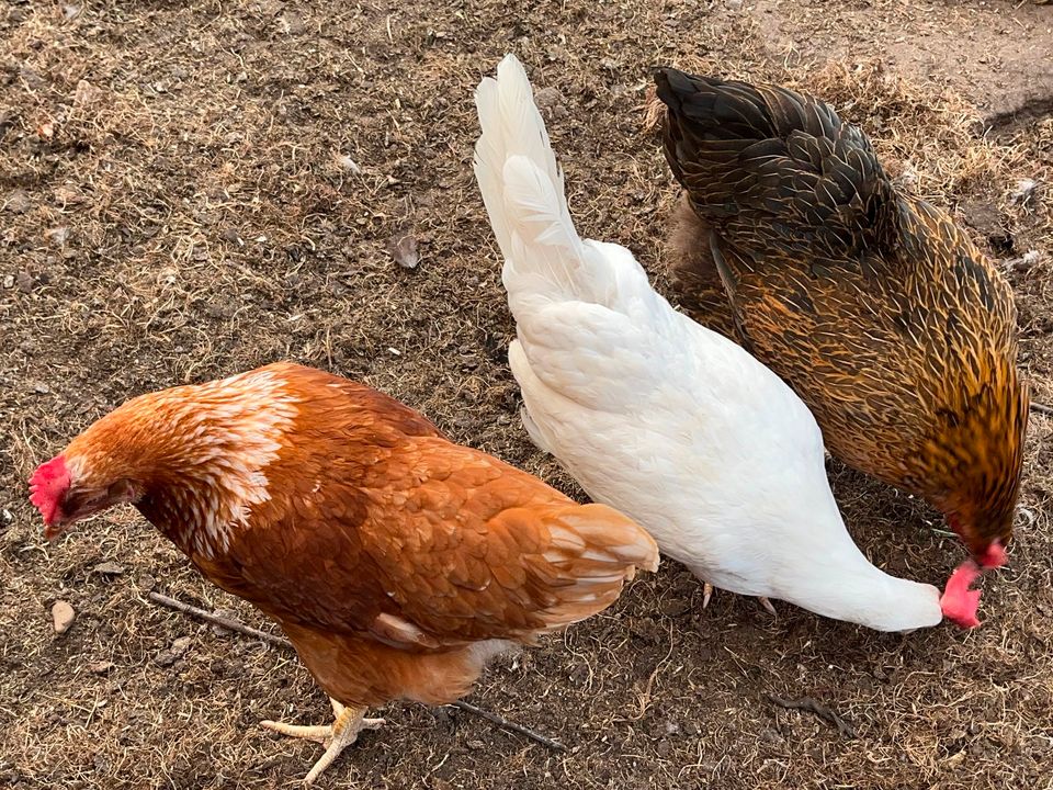 Eier aus kleiner privater Hühnerhaltung in Stadtlohn
