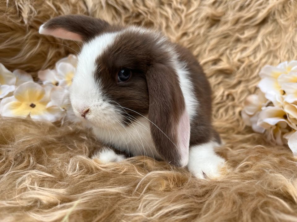 ♥️Abgabebereit! Minilop-Zwergwidder-Zwergkaninchen-Mini Lop♥️ in Waldbüttelbrunn